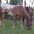 Stunning 6 yr old Appalossa- has a large engine!