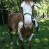 Flashy Paint mare