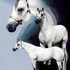 Gray Stallion for Stud