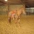 Athletic cowbred Mare