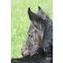 7/8 Friesian fancy filly