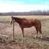 GREAT BREEDING MARE