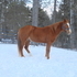 Grade sorrel gelding