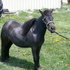 Double Registered Bay Mare
