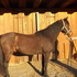 Nice Trail Gelding