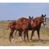 Fabulous Broodmare