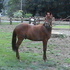 Registered Paso Fino Gelding