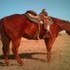 6 year old gelding**Beginer Safe**