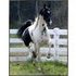 Breeders Incentive
