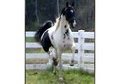 Breeders Incentive
