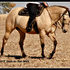 Beautiful Buckskin Broodmare