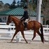 Lilly-Beautiful 7 yr Appendix Mare