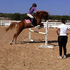 Flashy Hunter Jumper Gelding