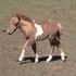 GORGEOUS 2012 FILLY