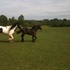 Friesian/Gypsy mix Storm 