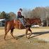 VERY BROKE HORSE-great for beginner or experienced rider