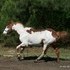 SORREL & WHITE PAINT GELDING
