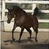 Performance/Breeding/Riding Mare