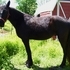 Big John. Percheron Walker Mix