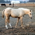2012 Fancy gelding