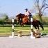 Talented Warmblood for competitor on a budget!