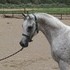 SE Champion Gelding trained 