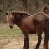 Bay Icelandic Mare