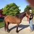 Nice trail horse