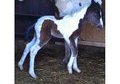 Possible Homozygous Stud Colt 3500 obo