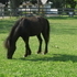 Solid Black Gelding Pony