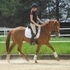 Dressage/Hunter Basics-Quiet & Flashy