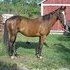 4 yr old Appendix Race Bred - Make Offer