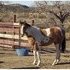 Tobiano Dun Paint