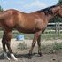 Sun Frost, Bully Bullion colt