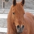 MAGNUM PSYCHE PUREBRED ARABIAN SON!