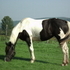 5 yr old Flashy Paint Mare
