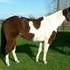 2000 APHA Gelding