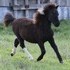 Sweet Mini Mare