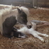 2012 TOVERO FILLY