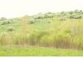 Belmont Ridge