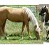 WINTER SPECIAL: Shown, wears saddle, mellow, well started