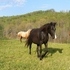 Chocolate filly at side! 