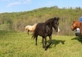 In foal for June 2012!