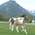 2012 APHA colt