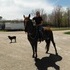 Fun riding gelding