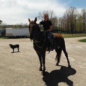 Fun riding gelding