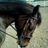 WILL TRAIN YOUR HORSE!