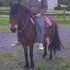 3 Pony Geldings