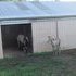 Buttermilk buckskin