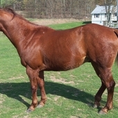 Stocking Chestnut Gelding